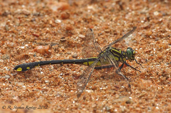 Gomphurus vastus, female